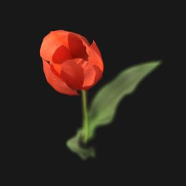 Alternative view of Tulip Flower (v1)