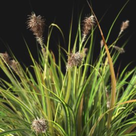 Alternative view of Japanese Sedge Grass (v1)