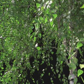 Alternative view of Silver Birch (v13)