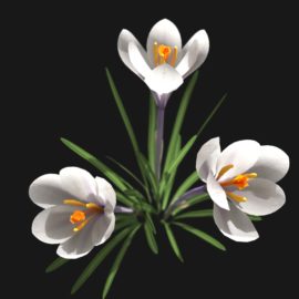 Alternative view of Crocus Flower (v1)