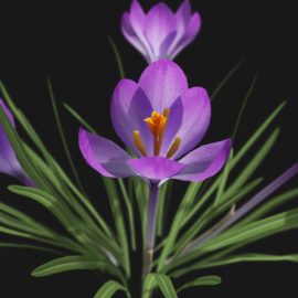 Alternative view of Crocus Flower (v2)