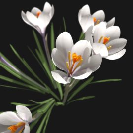 Alternative view of Crocus Flower (v4)