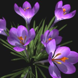Alternative view of Crocus Flower (v5)