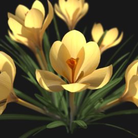 Alternative view of Crocus Flower (v6)