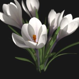 Alternative view of Crocus Flower (v7)