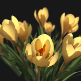 Alternative view of Crocus Flower (v9)