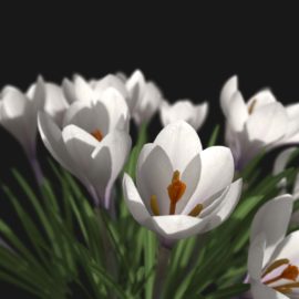 Alternative view of Crocus Flower (v10)