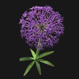 Alternative view of Garlic Flower (v4)