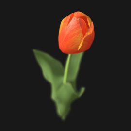 Alternative view of Tulip Flower (v3)