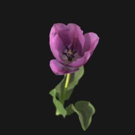 Alternative view of Tulip Flower (v5)
