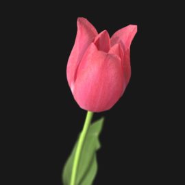 Alternative view of Tulip Flower (v6)