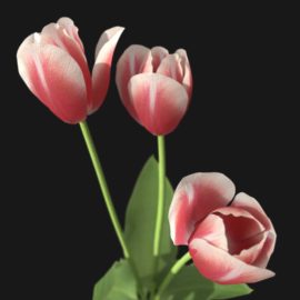 Alternative view of Tulip Flower (v7)