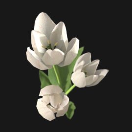 Alternative view of Tulip Flower (v8)