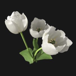 Alternative view of Tulip Flower (v9)