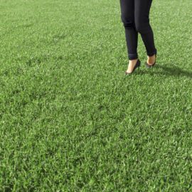 Alternative view of Bermuda Grass (v1)