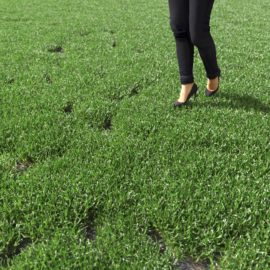 Alternative view of Cut Bermuda Grass (v4)