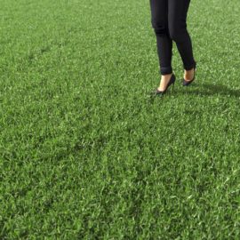 Alternative view of Bermuda Grass (v5)