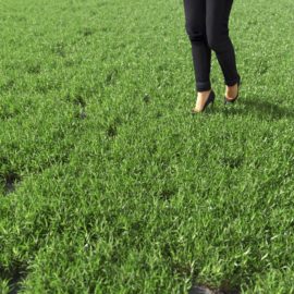 Alternative view of Bermuda Grass (v6)