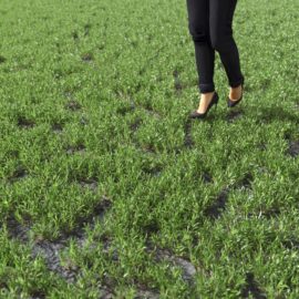 Alternative view of Bermuda Grass (v7)