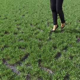 Alternative view of Cut Bermuda Grass (v8)