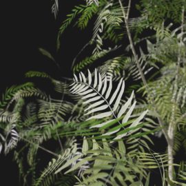 Alternative view of American Pepper (v1)