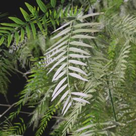 Alternative view of American Pepper (v10)