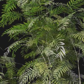 Alternative view of American Pepper (v2)