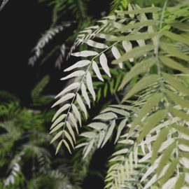 Alternative view of American Pepper (v3)