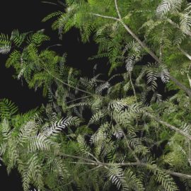 Alternative view of American Pepper (v4)