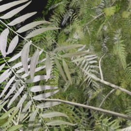 Alternative view of American Pepper (v5)