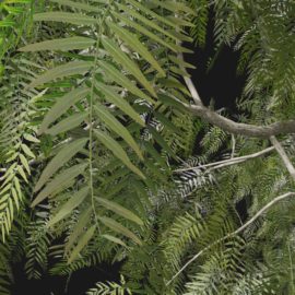Alternative view of American Pepper (v6)