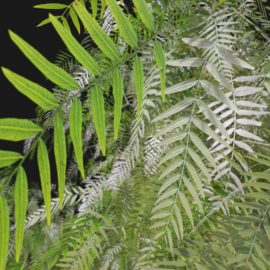 Alternative view of American Pepper (v7)