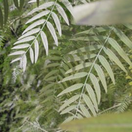 Alternative view of American Pepper (v8)