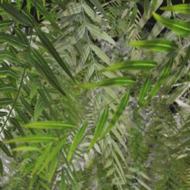 Alternative view of American Pepper (v9)