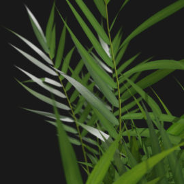 Alternative view of Areca Palm (v1)