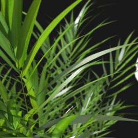 Alternative view of Areca Palm (v2)