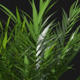 Alternative view of Areca Palm (v3)