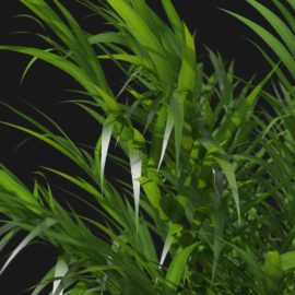 Alternative view of Areca Palm (v4)