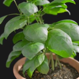 Alternative view of Basil (v2)