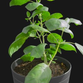 Alternative view of Basil (v3)