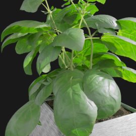 Alternative view of Basil (v4)