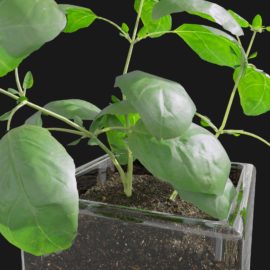 Alternative view of Basil (v5)