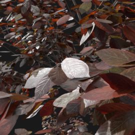 Alternative view of Black Plum (v10)