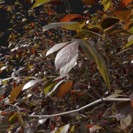 Alternative view of Black Plum (v6)