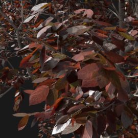 Alternative view of Black Plum (v9)