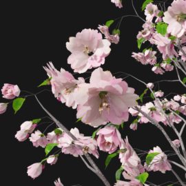Alternative view of Cherry Blossom (v1)