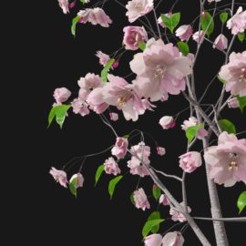 Alternative view of Cherry Blossom (v2)