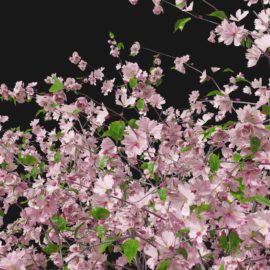 Alternative view of Cherry Blossom (v5)