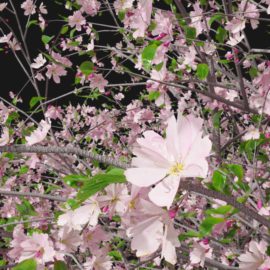 Alternative view of Cherry Blossom (v6)