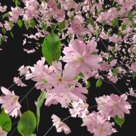 Alternative view of Cherry Blossom (v8)